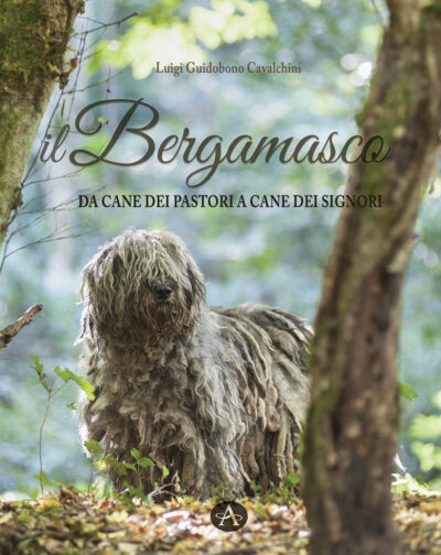 IL BERGAMASCO - Da cane dei Pastori a cane dei Signori