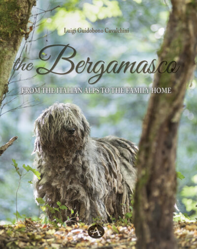 THE BERGAMASCO - From the Italian Alps to the Family Home